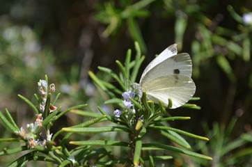 White butterfly on rosemary