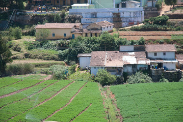 Naklejka premium Ooty