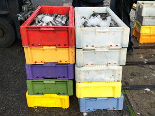 Port rybacki, złowione ryby przygotowane do transportu - obrazy, fototapety, plakaty