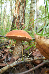 Fototapeta premium mushroom in the forest