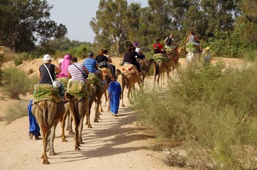 Balade en dromadaire (Maroc)