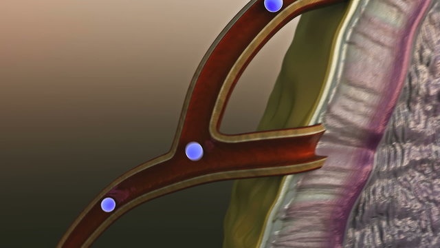 adrenal gland