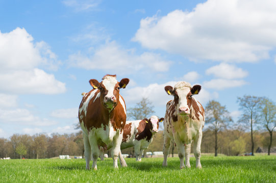 Brown White Cows