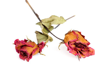 Two withered roses over white background.