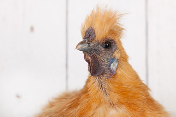 Silkie chicken in henhouse
