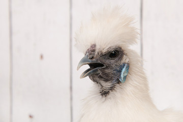 White Silkie chicken in henhouse