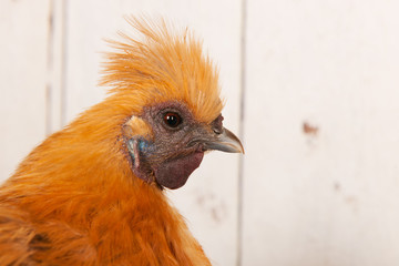 Brown Silkie