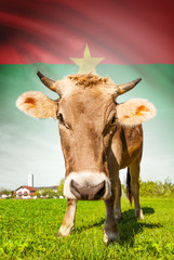 Cow with flag on background series - Burkina Faso