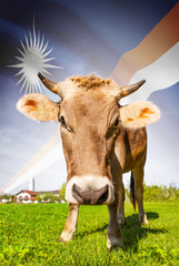 Cow with flag on background series - Marshall Islands