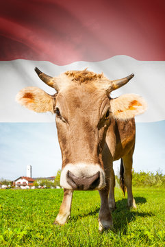 Cow with flag on background series - Luxembourg