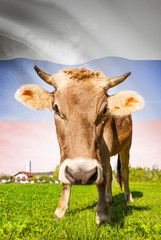 Cow with flag on background series - Russia