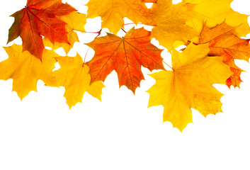 Maple leaves on white