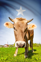 Cow with flag on background series - Somalia