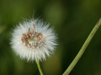 Fleur de pissenlit