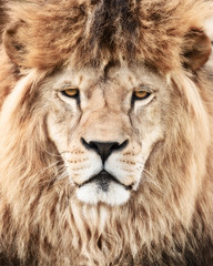 Lion power