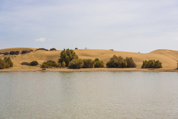 Oasis in Maspalomas Dunas