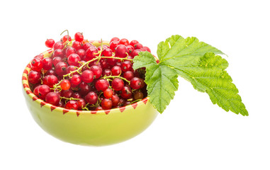 Red currant