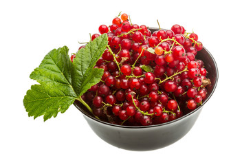 Red currant