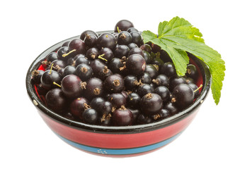 Black currant