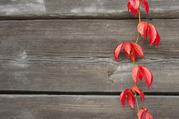 Plakat Autumn leaves over wooden background