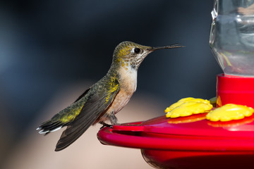 humming bird feeding