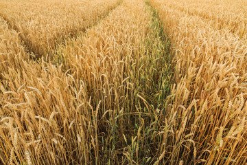 Fototapeta premium Multiple tracks grain field
