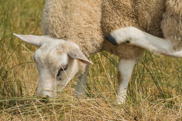 Sheep multi tasking eating scratching