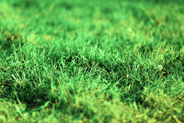 Naklejka premium Green grass background
