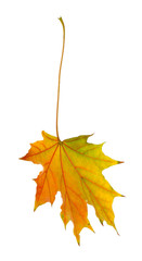 Fototapeta premium Autumn leaf isolated on white