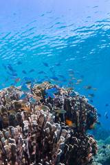 Naklejka na ściany i meble Corals Reef