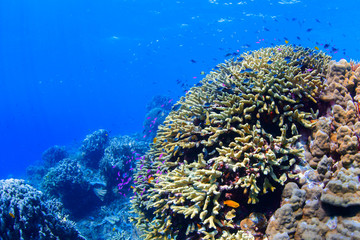 Naklejka na ściany i meble Corals Reef