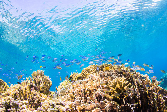 Fototapeta Corals Reef