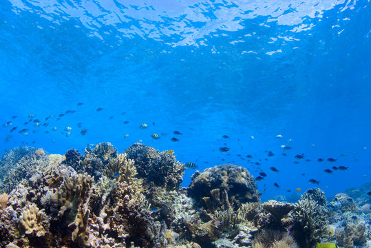 Fototapeta Corals Reef