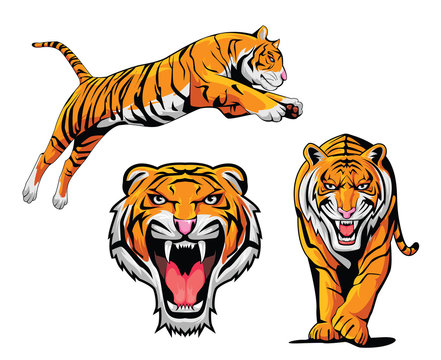 Tiger Illustration Set