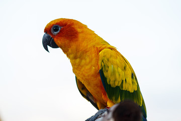 Sun conure Parrot