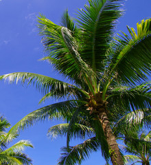 Fototapeta premium palm tree