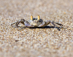 crab