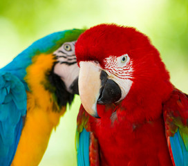  parrots