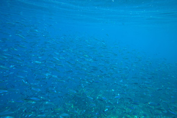 Coral Sea
