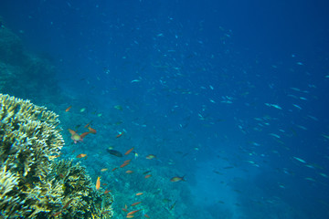 Fototapeta na wymiar Coral Sea