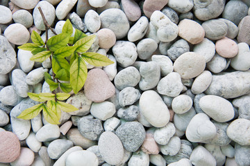 white stones and pebble background