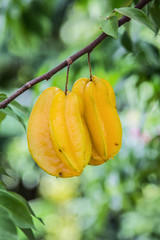 Carambola tree