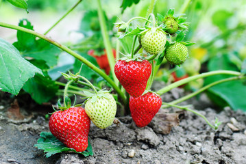 Strawberry plants already ripe to harvest