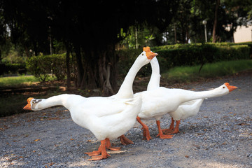 White Embden domestic geese