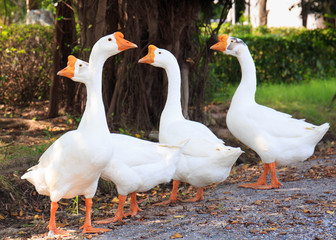 White Embden domestic geese