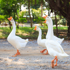 White Embden domestic geese