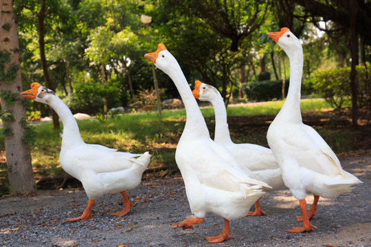White Embden domestic geese