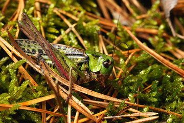 grasshopper in a forest
