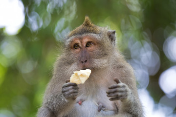 Long-tailed Macaque Monkey