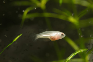 Larvae of fish.